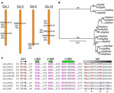 Characterization of the Zebrafish Glycine Receptor Family Reveals Insights Into Glycine Receptor Structure Function and Stoichiometry